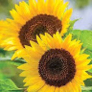 Meet your Posher, Dallas